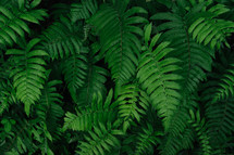 ferns 