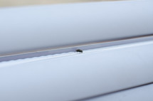 A fly sits on a window sill, probably dreaming of making it outside but unaware of his impending doom. 