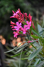 Oleander flowers 