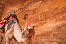 saddle on a camel in Petra Jordan 