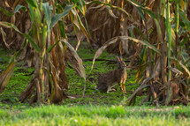 rabbit in a corn field 