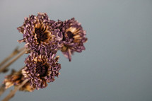 dried purple flowers 