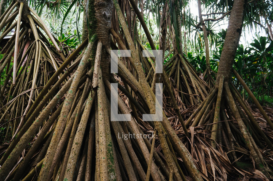 jungle tree roots 