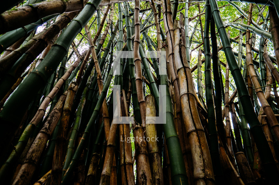 bamboo in a jungle 