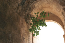 branch growing in ruins of an ancient building 