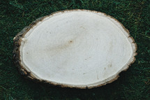wood slice on moss 