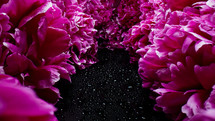 Macro view, aisle flowering peonies, petals on buds. Spring floral carpet surface texture - pink flowers blossom backdrop. Macro blooming nature view. Wedding, Valentine's Day concept