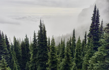 Forest in the mist.