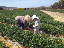 grandmother and granddaughter picking strawberries 