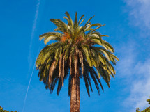 A tropical palm tree scientific name Arecaceae Palmae Palmaceae over blue sky