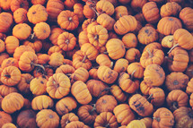 small pumpkins 