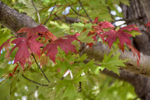leaves changing color in September 