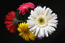 colorful gerber daisies against a black background 