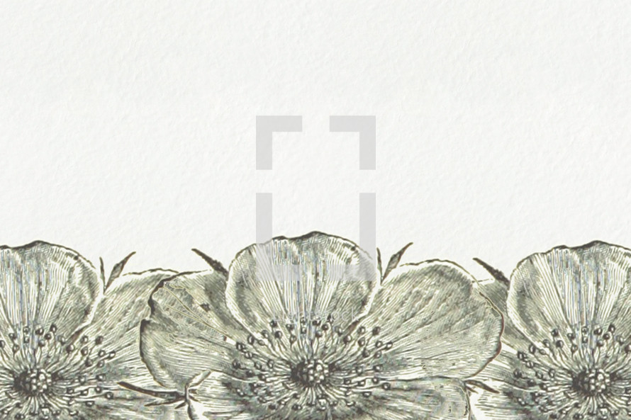 flower illustrations 