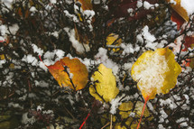 snow on thorns and fall leaves