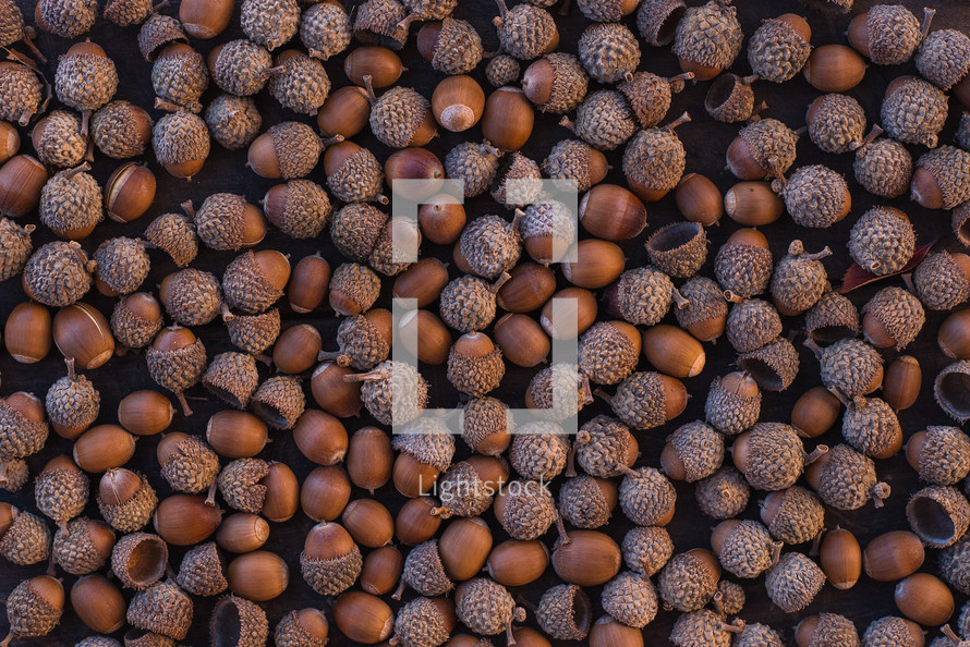 acorn background 