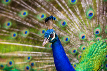 peacock close-up 
