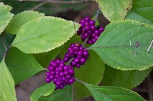 purple berries 