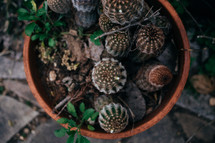 clay pot with cactus 