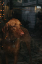 dog in a window 