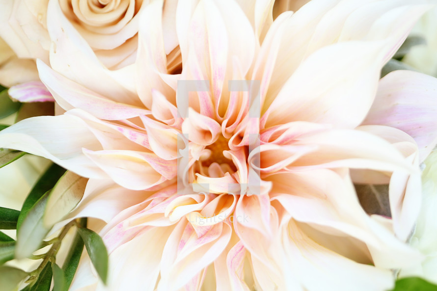 light pink flower closeup 