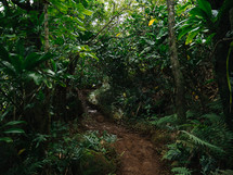 trail through a jungle 