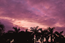 pink clouds over silhouette of palm trees 