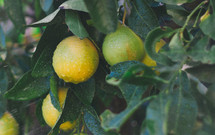 Lemons on a lemon tree.