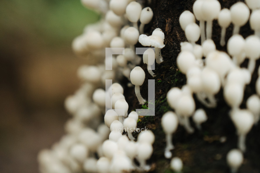 tiny mushrooms 