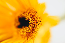 a yellow gerber daisy 