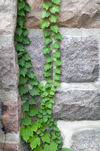 vines on a stone wall 