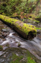 Mossy log in a stream 