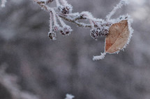 frost on branches 