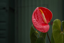 tropical flower 