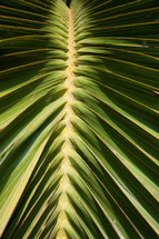 palm frond in sunlight 