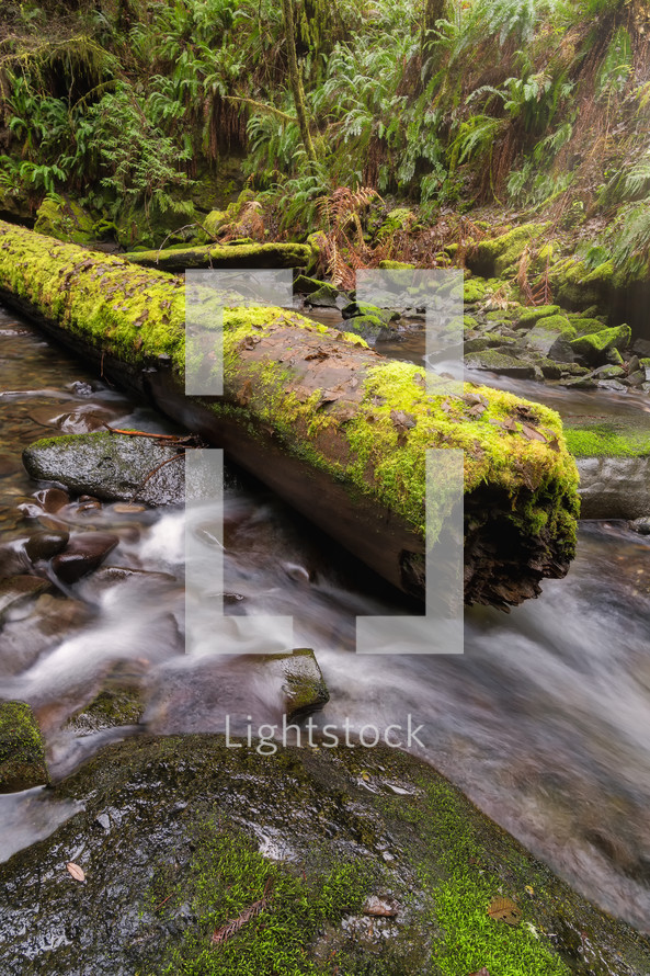 moss on a log over a creek 