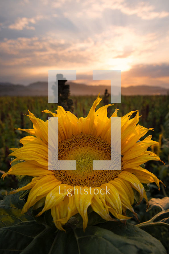 sunflower closeup in a field 