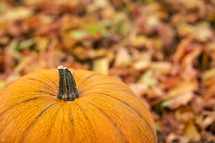 pumpkin and fall leaves 