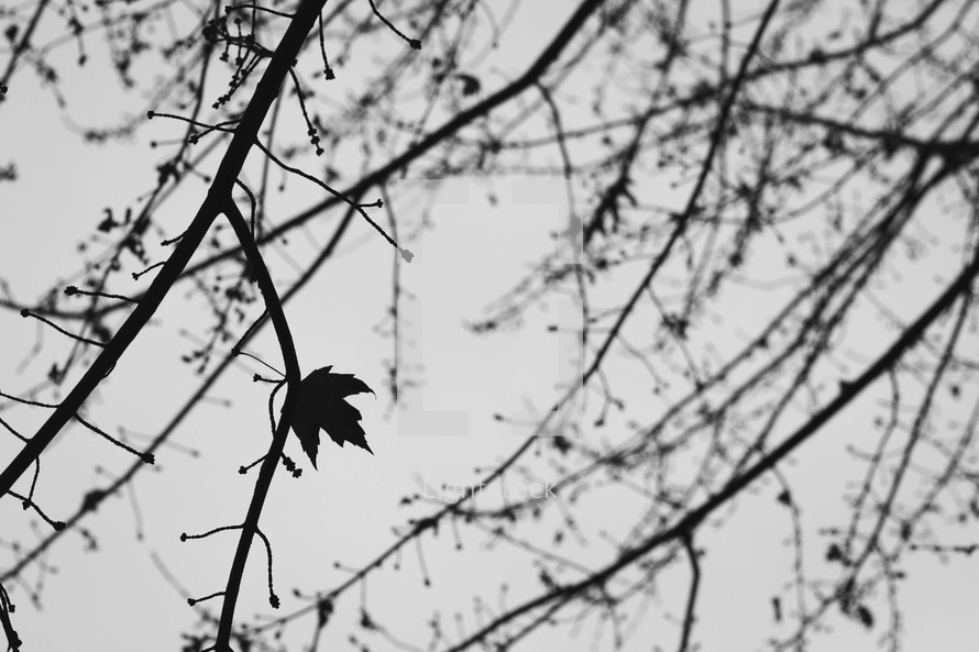 last fall leaf on a tree 