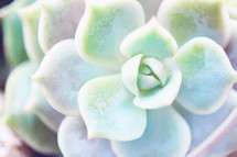 succulent plant close-up 