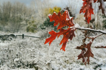 first snow on fall leaves
