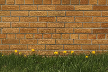 dandelions in front of a brick wall 
