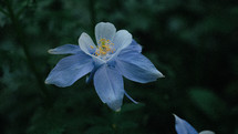 blue flowers 