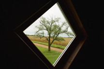 view of a tree out a window 