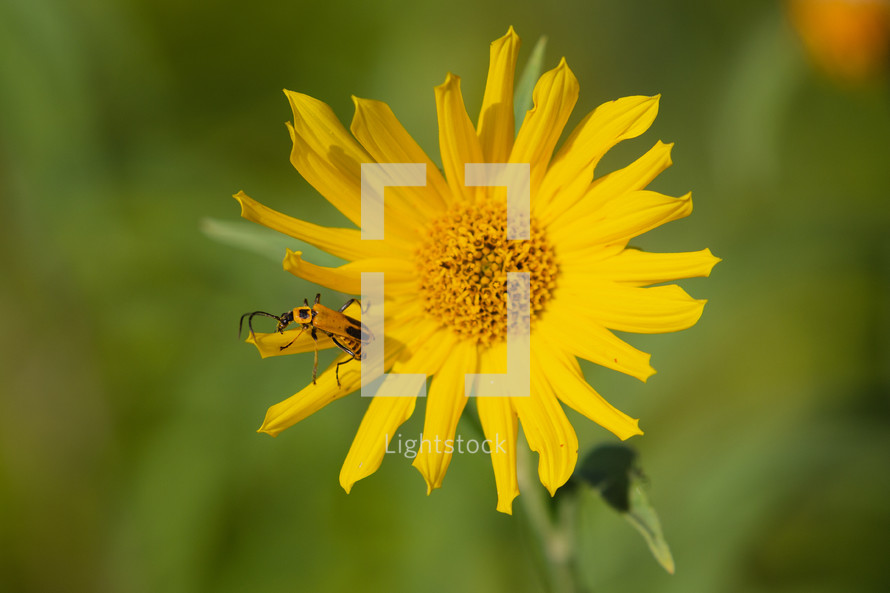 bug on a yellow flower 