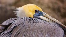 pelican 