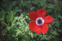 red flower 