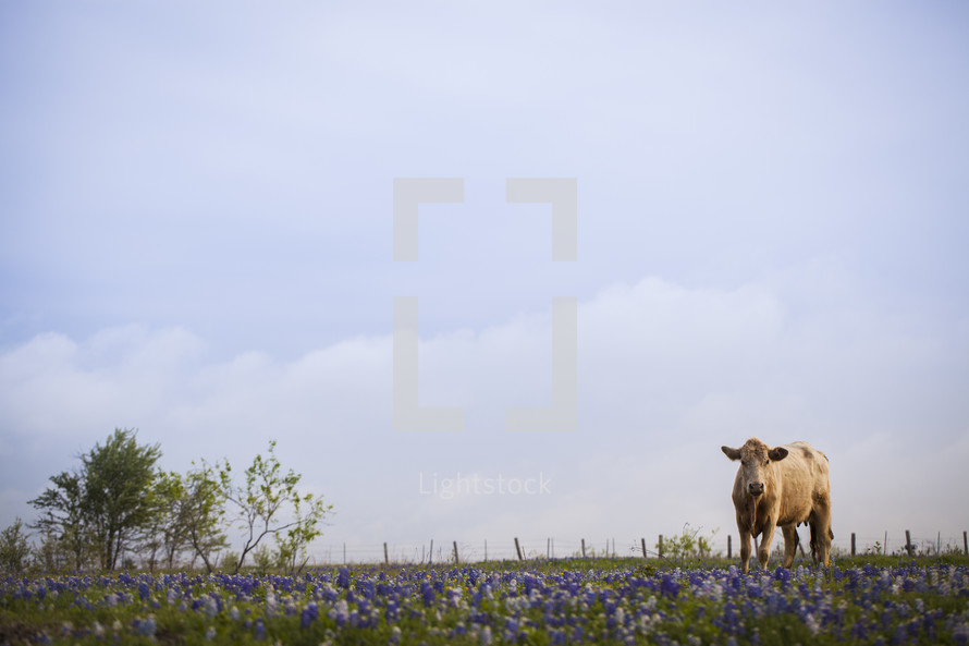 A cow in a field of bluebonnets.