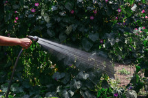 watering a garden with a hose 