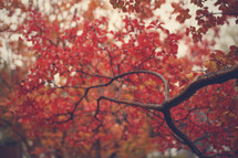 red fall leaves on a tree